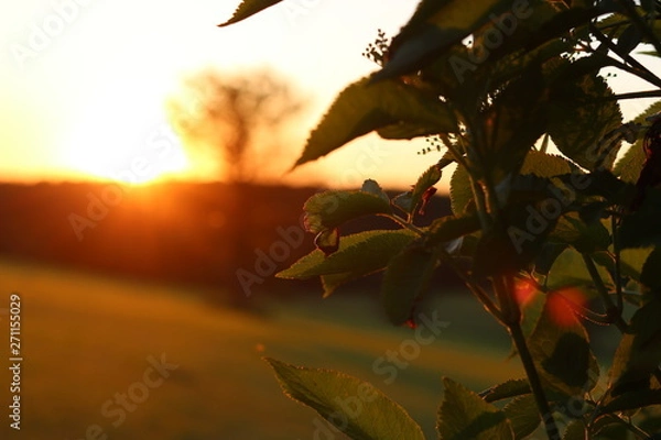 Obraz Sunrise Leaves 