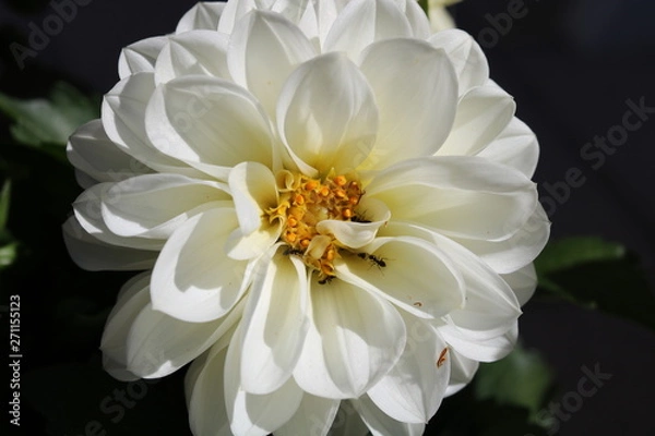 Obraz Beautiful Whites...