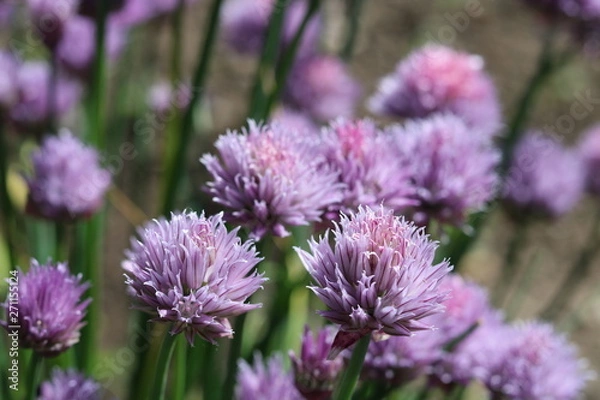 Obraz Chives I 