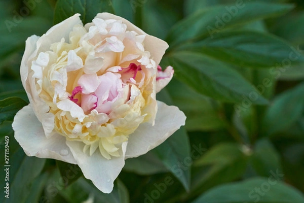 Obraz Kolorowa piwonia