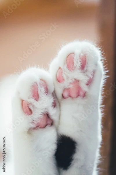 Fototapeta Lovely fluffy paws of a white cat with pink pads and black spots.