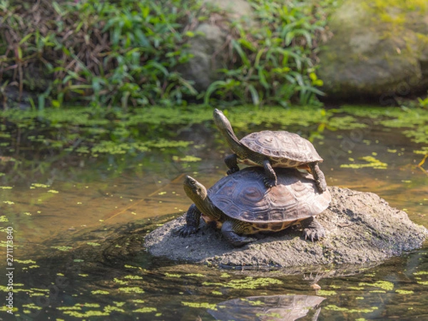 Fototapeta Two freshwater turtle standing on the rock in a shallow pond. A child climbing over its parent.