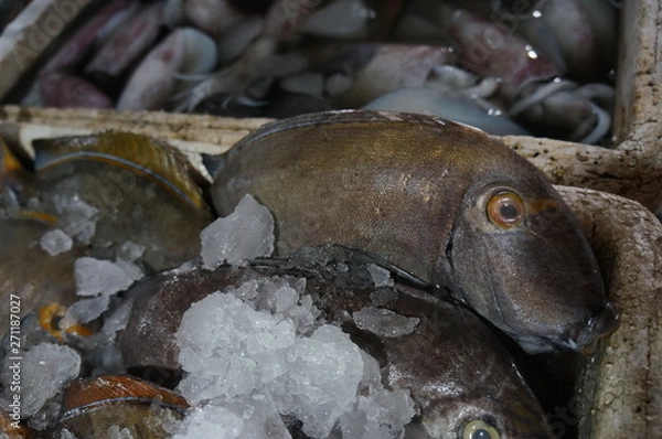 Obraz surprised fish lying on ice