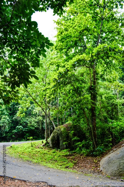 Fototapeta path in the forest