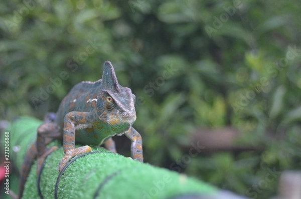 Obraz エボシカメレオン