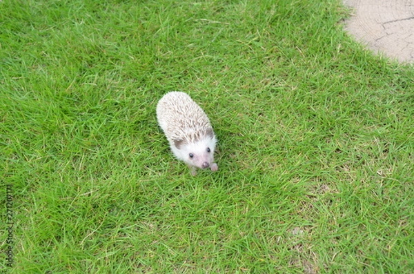 Obraz ヨツユビハリネズミ