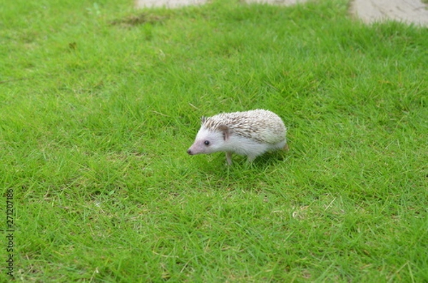 Obraz ヨツユビハリネズミ