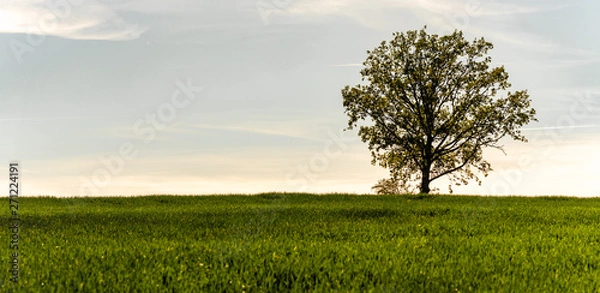 Obraz Tree in a field