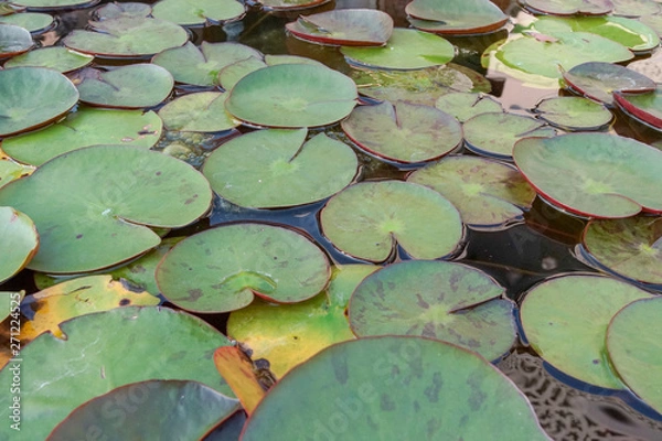 Fototapeta 蓮の葉・ハス