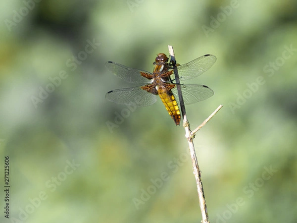 Obraz Dragonfly on branch