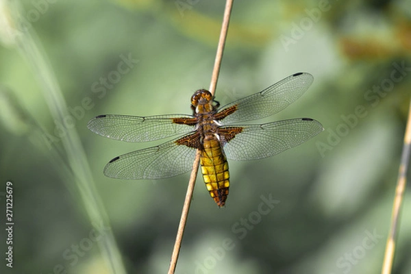 Obraz Dragonfly on branch