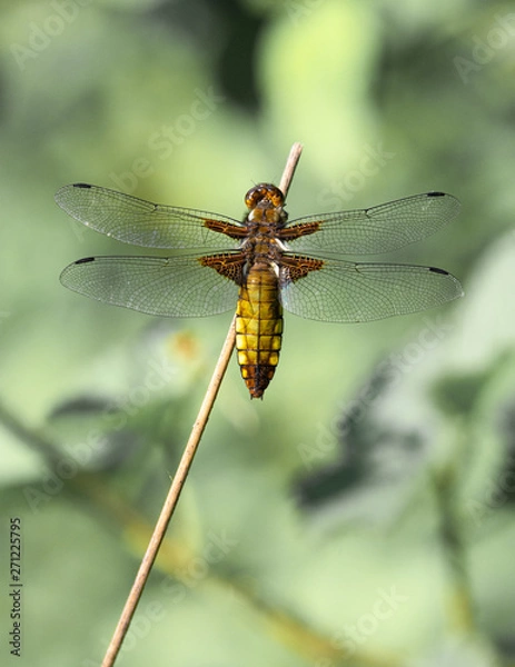 Obraz Dragonfly on branch