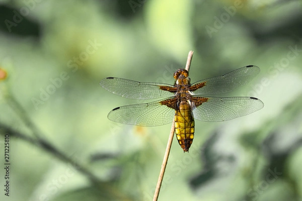 Obraz Dragonfly on branch