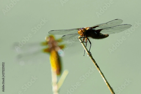 Fototapeta Dragonfly on branch