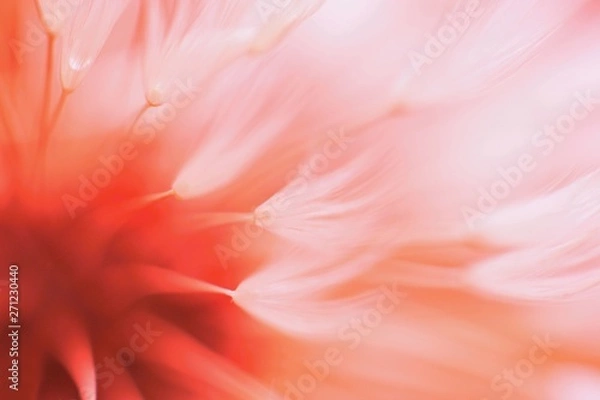 Fototapeta Abstract blured dandelion flower in coral color