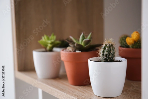 Fototapeta Green succulents in pots on shelf