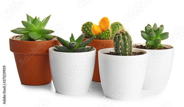 Fototapeta Green succulents in pots on white background