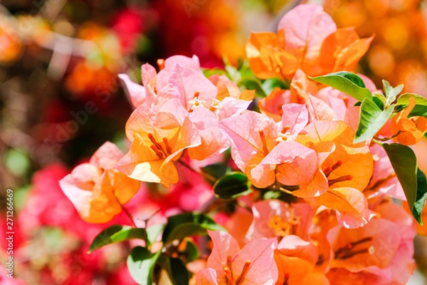 Obraz Flowering bougainvillea