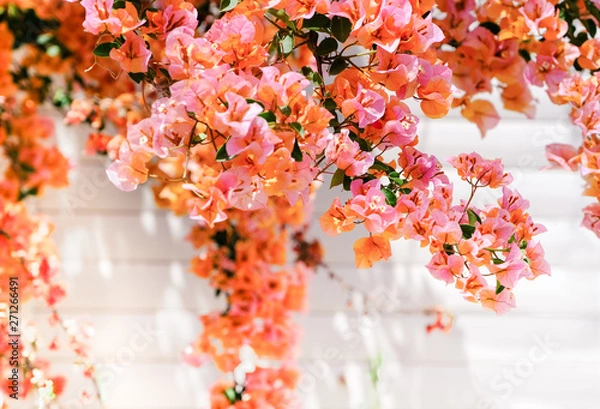 Obraz Flowering bougainvillea