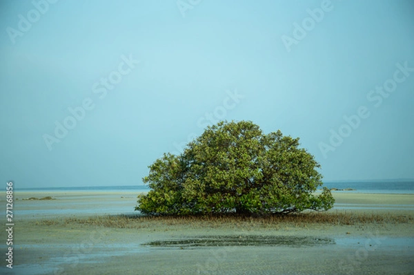 Obraz Mangrove Tree, Abu Dhabi 