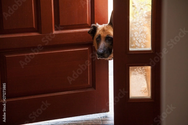 Obraz Dog peeks in door