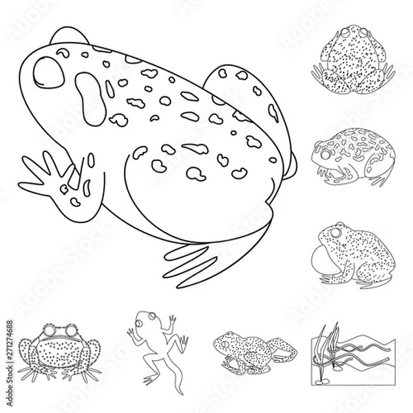 Obraz Isolated object of amphibian and animal sign. Collection of amphibian and nature stock symbol for web.