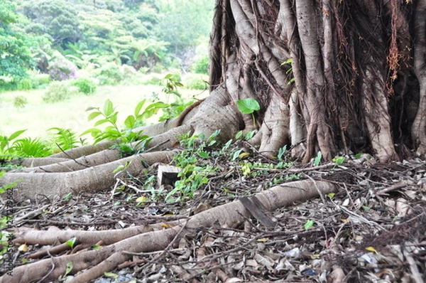 Fototapeta ガジュマルの木の下で