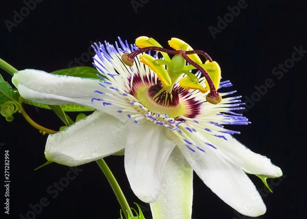 Obraz Passiflora flower on black background
