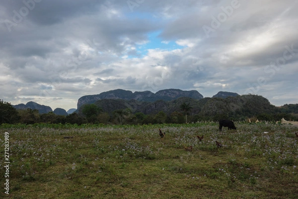 Fototapeta View of Cuban landscape in Vinales Valley National Park with tobacco farms, fields, plantations, hills, cows, beautiful Cuban nature and tropical vegetation. Vinales valley, Cuba