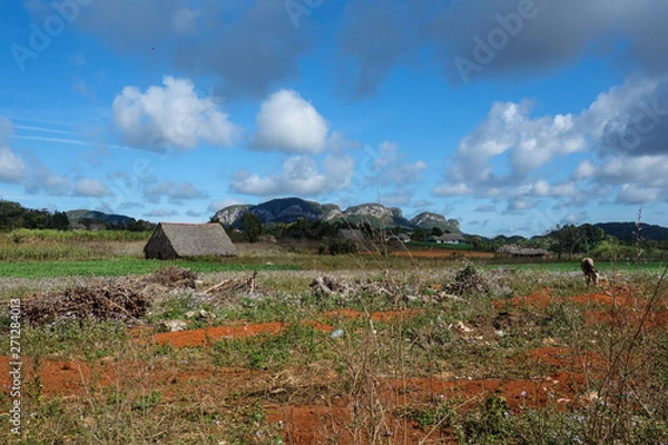 Fototapeta View of Cuban landscape in Vinales Valley National Park with tobacco farms, fields, plantations, hills, cows, beautiful Cuban nature and tropical vegetation. Vinales valley, Cuba
