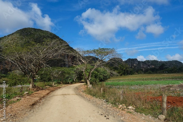 Fototapeta View of Cuban landscape in Vinales Valley National Park with tobacco farms, fields, plantations, hills, cows, beautiful Cuban nature and tropical vegetation. Vinales valley, Cuba