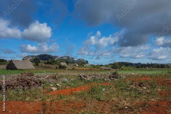 Fototapeta View of Cuban landscape in Vinales Valley National Park with tobacco farms, fields, plantations, hills, cows, beautiful Cuban nature and tropical vegetation. Vinales valley, Cuba