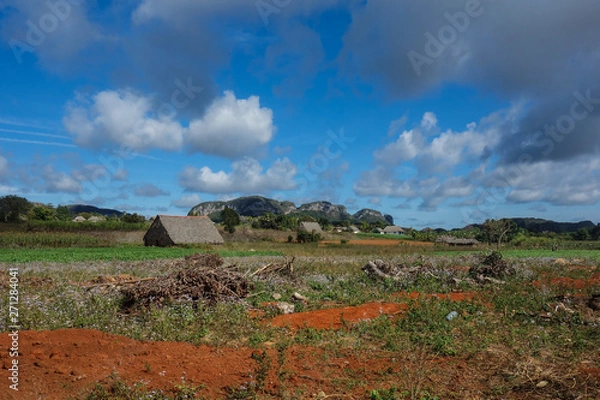 Fototapeta View of Cuban landscape in Vinales Valley National Park with tobacco farms, fields, plantations, hills, cows, beautiful Cuban nature and tropical vegetation. Vinales valley, Cuba