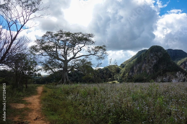 Fototapeta View of Cuban landscape in Vinales Valley National Park with tobacco farms, fields, plantations, hills, cows, beautiful Cuban nature and tropical vegetation. Vinales valley, Cuba