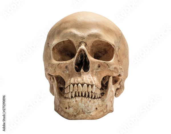 Obraz skull of human head isolate