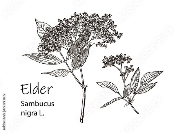 Fototapeta Elderflower branch isolated on white background. Hand drawn elder or sambucus with flowers and leaves. Vector illustration engraved.