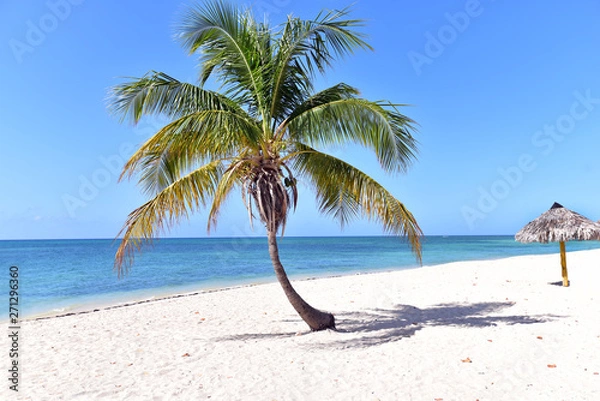 Obraz Palm tree at Playa Ancon (Ancon Beach) Trinidad, Sancti Spiritus, Cuba