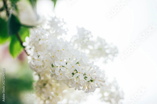 Fototapeta Spring summer background of natural white lilac bush tree bloom texture