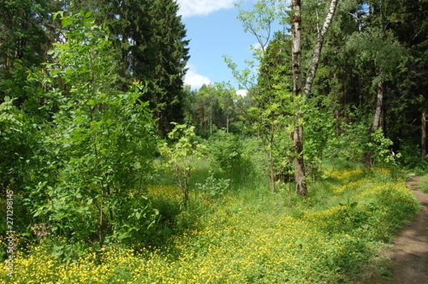 Obraz path in the forest