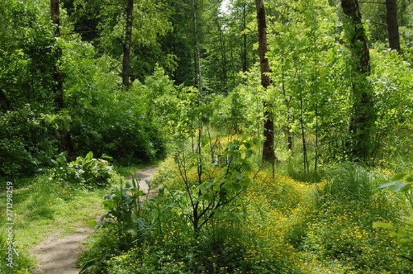 Obraz path in the forest