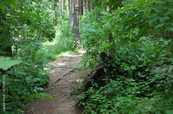 Obraz path in the forest