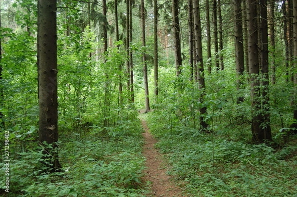 Obraz path in the forest