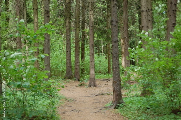 Obraz path in the forest