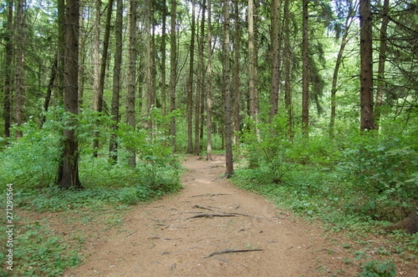 Obraz path in the forest