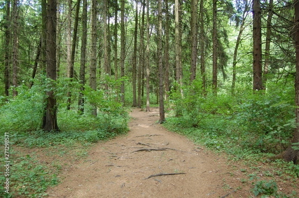 Obraz path in the forest