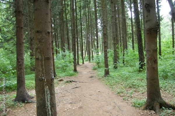 Obraz path in the forest