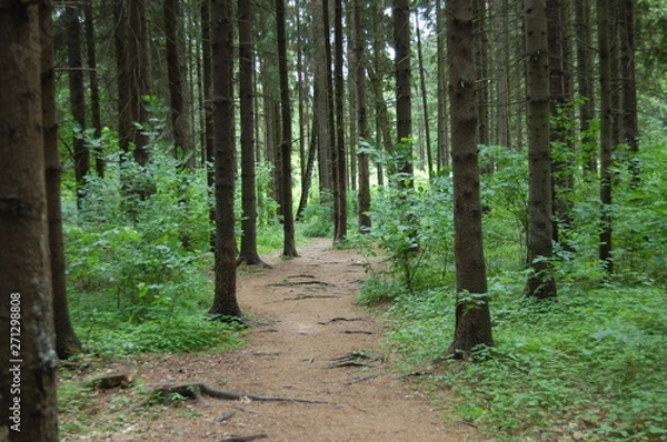 Obraz path in the forest