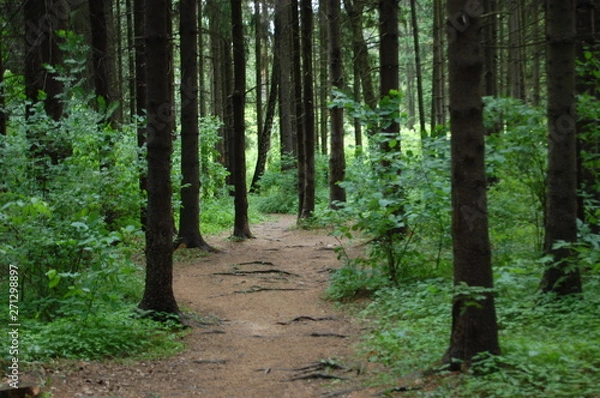 Obraz path in the forest