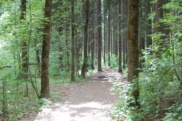 Obraz path in the forest