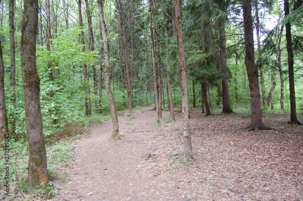 Obraz path in the forest